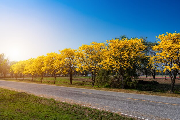 Amarillo dorado Tabebuia Chrysotricha árbol en la carretera con el parque en el paisaje de fondo de cielo azul. Lugar público en Phitsanulok, Tailandia.