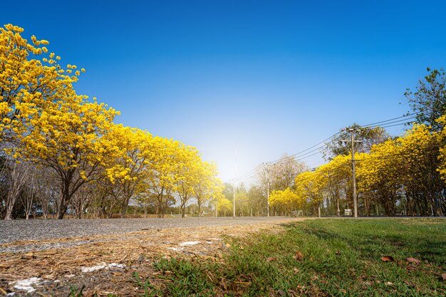 Amarillo dorado Tabebuia Chrysotricha árbol en la carretera con el parque en el paisaje de fondo de cielo azul. Lugar público en Phitsanulok, Tailandia.