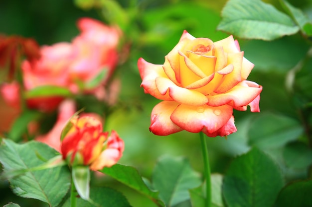 amarillo fresco con rosas rojas que florecen en el jardín