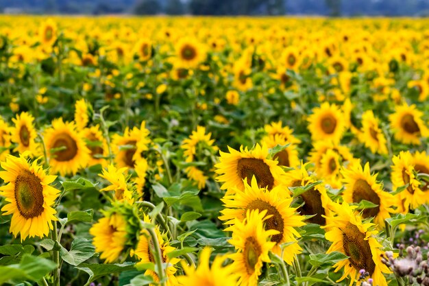 Amarillo girasol en campo