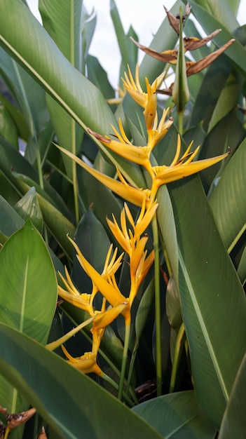 Amarillo naranja Heliconia psittacorum flor que florece como su apodo pájaro paraíso