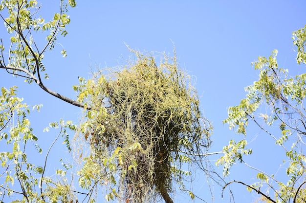 Amarlata o planta de amarbel crece en el bosque de Burnpur