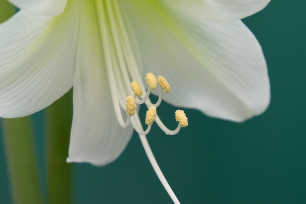 Foto amaryllis amaryllis branco flor de close-up