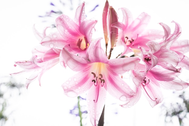 Amaryllis belladonna nach einem Regenbad