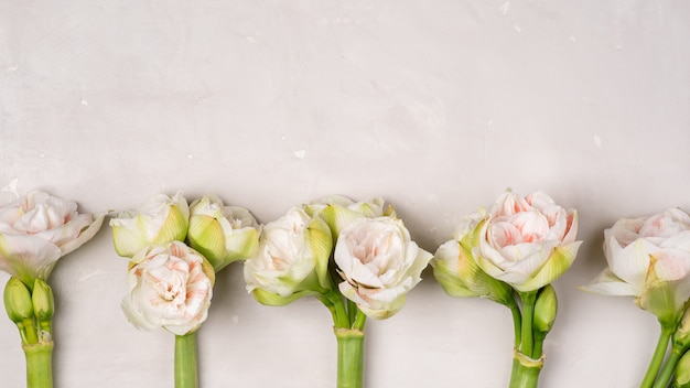 Amaryllis blüht Hintergrund