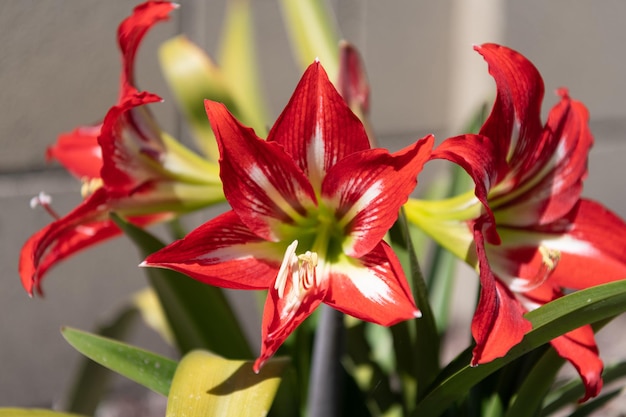 Amaryllis blüht mit roten Blütenblättern, die im Sommer im Freien blühen, blühende Pflanze.