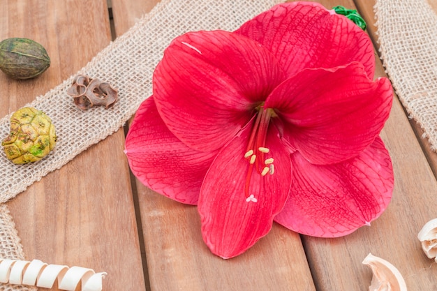 Amaryllis Blume natürliche Zusammensetzung