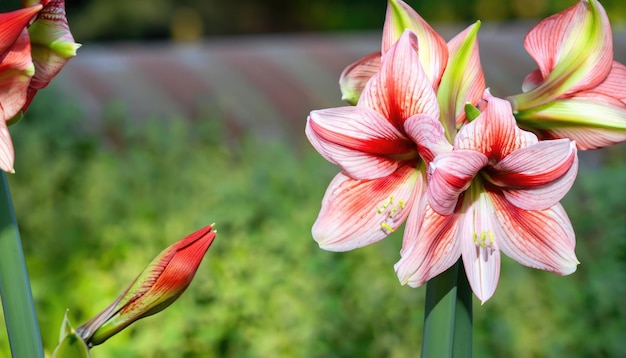 Amaryllis en flor en el espacio natural con copia