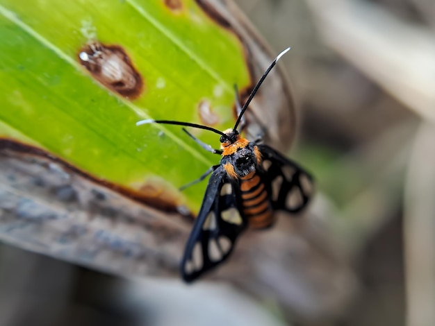 Amata huebneri es una polilla voladora diurna en la superfamilia Arctiinae de las polillas tigre y oso peludo