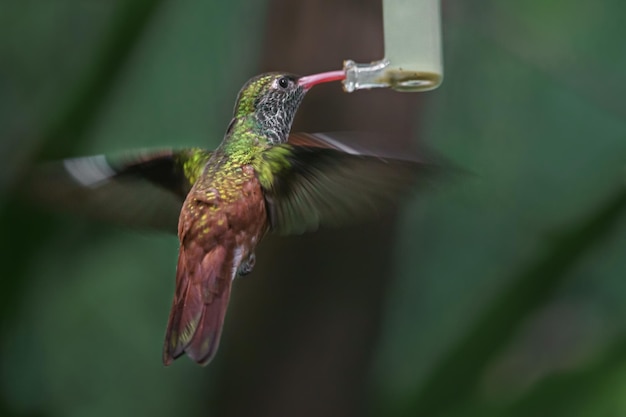 AMAZILIA HUMMINGBIRD