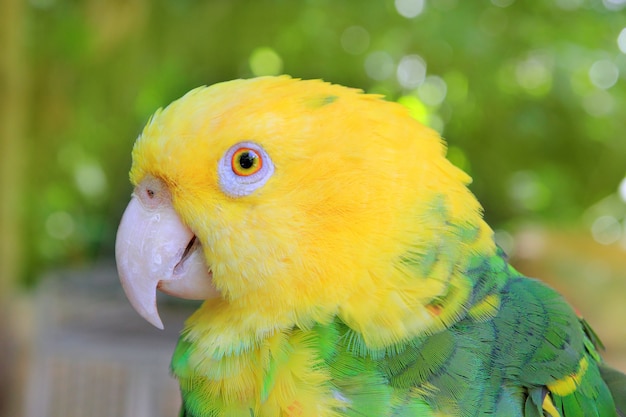 Foto amazon parrot oratrix con cabeza amarilla