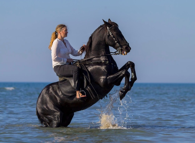 amazona e seu cavalo na praia