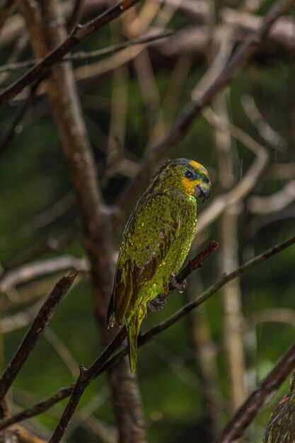 Foto la amazona húmeda se sienta en las ramas de la selva bajo la lluvia