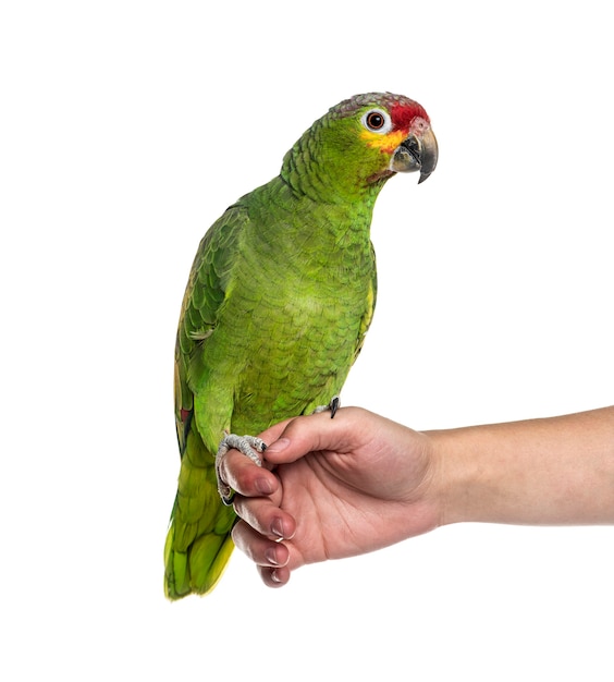 Amazona de lored roja en una mano humana