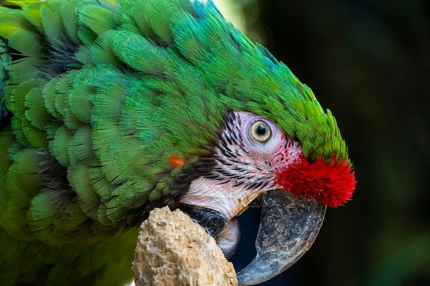 Amazona viridigenalis um retrato de papagaio vermelho posando e mordendo lindo pássaro com verde e