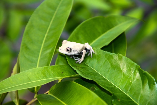 Amazonas-Frosch Region Rio Juma