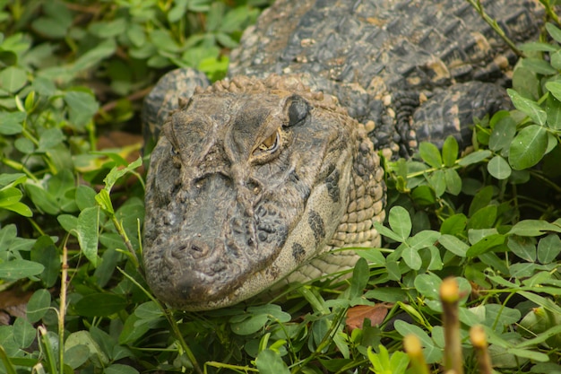 Amazonenkrokodil