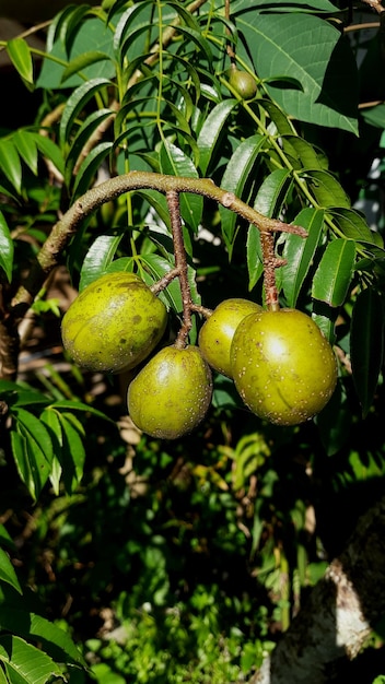 Ambarella-Frucht alias Spondias Dulcis auf einem Ast, tagsüber in der Sonne gelbgrün