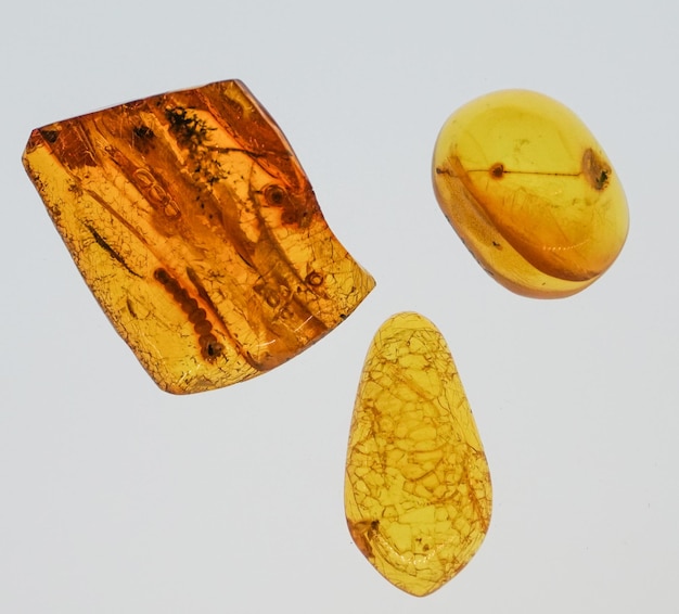 Amber Stone. Auténtico ámbar báltico con macro insecto fósil prehistórico. Lupa y ámbar creciente.