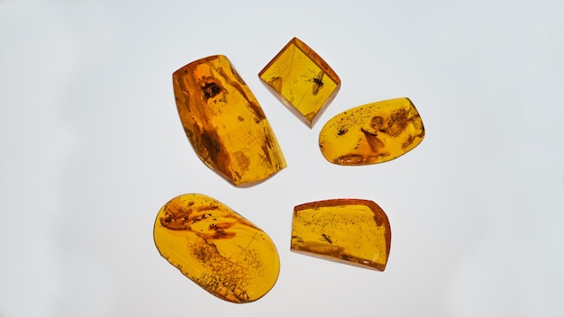 Amber Stone. Auténtico ámbar báltico con macro insecto fósil prehistórico. Lupa y ámbar creciente.