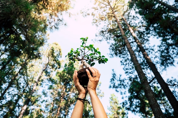 Ambientar e salvar o planeta cultivando um conceito de árvore com duas mãos humanas mostrando uma pequena árvore com uma floresta natural ao redor - celebração do dia da terra para o futuro