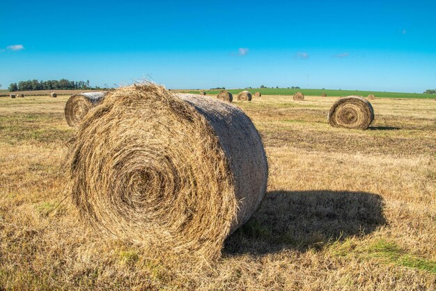 Ambiente da fazenda