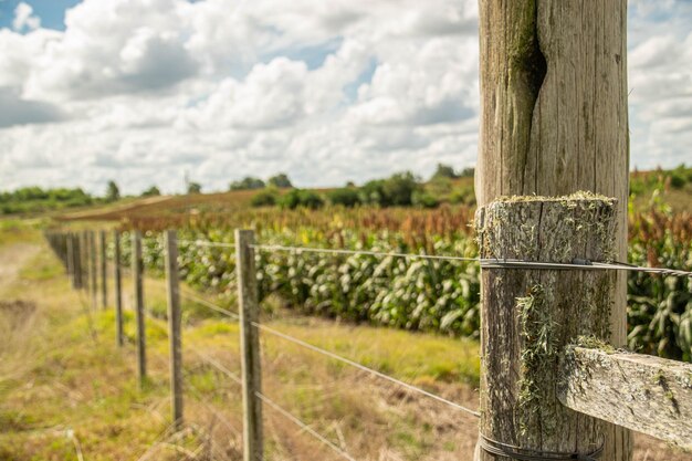 Foto ambiente da fazenda