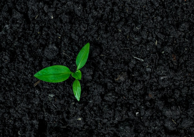 Ambiente ecológico o crescimento da árvore de mudas