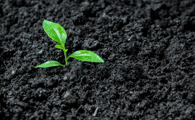 Ambiente ecológico o crescimento da árvore de mudas