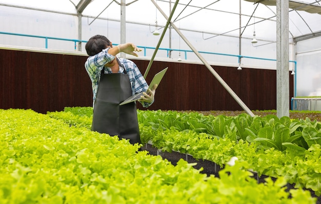 En un ambiente de invernadero, un investigador agrícola examina las plantas con una computadora portátil mientras sostiene la computadora portátil.