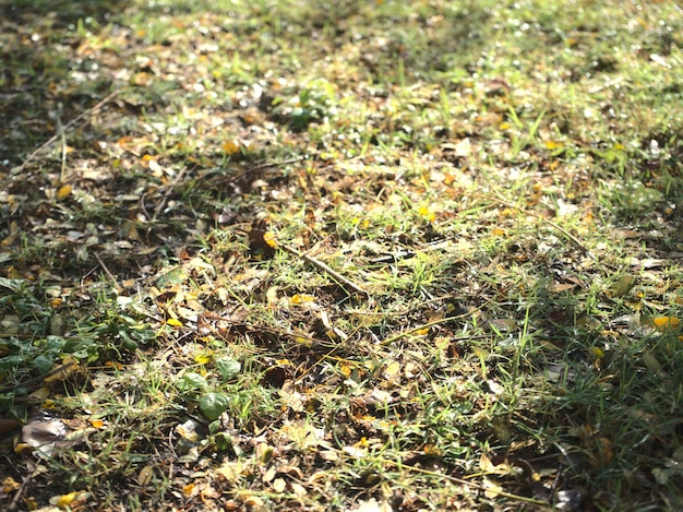 Ambiente natural da temporada ao ar livre gotas de água no campo de grama verde coberto com folhagem amarelada e seca