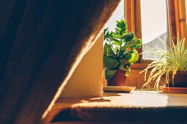 Ambiente tranquilo de ventana con luz solar cálida y pequeñas macetas.