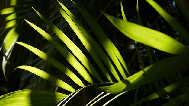 Ambiente tropical de selva tropical exótica. Hojas de fronda jugosa fresca de palma en el bosque o jardín amazónico. Contraste el exuberante follaje oscuro de la vegetación natural. Ecosistema de hoja perenne. Fondo estético del paraíso