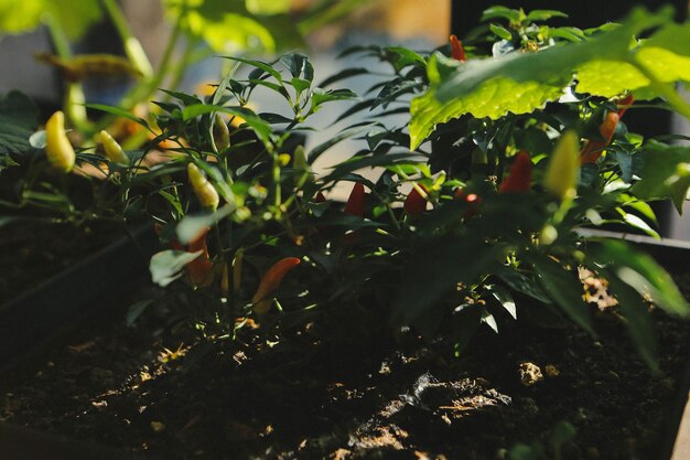 Ambiente verde e plantas verdes