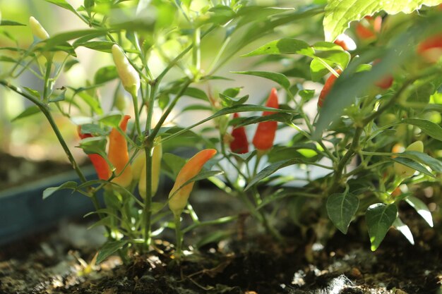 Ambiente verde e plantas verdes