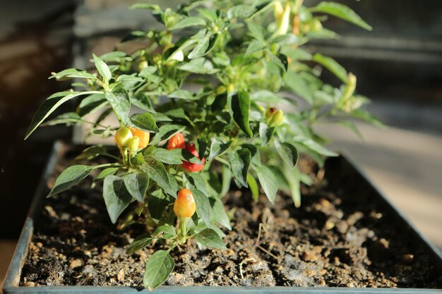 Ambiente verde e plantas verdes