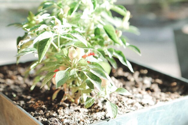 Ambiente verde e plantas verdes