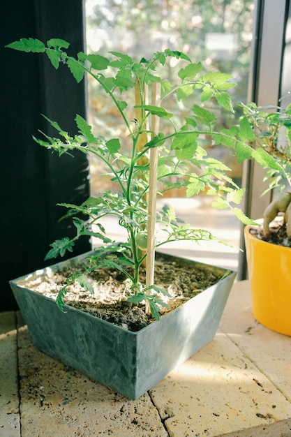 Ambiente verde e plantas verdes