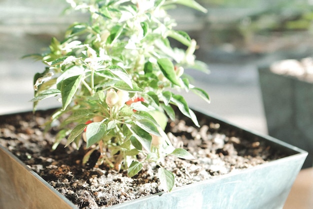 Ambiente verde y plantas verdes.