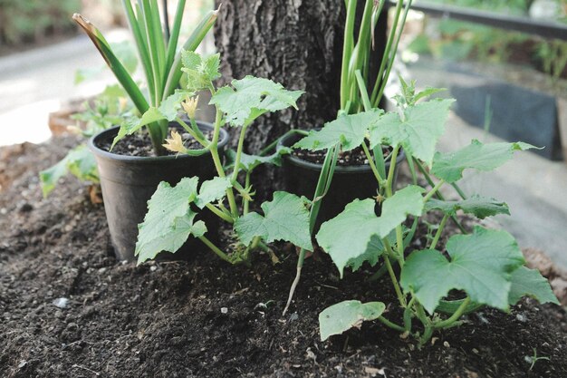 Ambiente verde y plantas verdes.