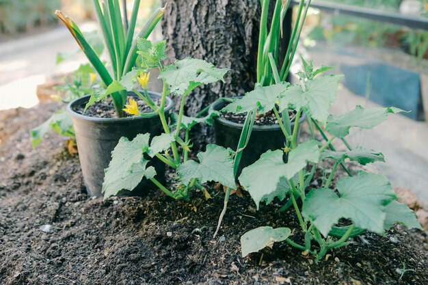 Ambiente verde y plantas verdes.