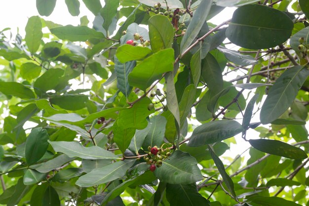 Ambiente verde tropical em jardim ao ar livre