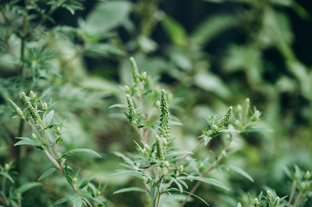 Ambrosia impacto extremamente negativo na saúde humana e na agricultura. Foco seletivo