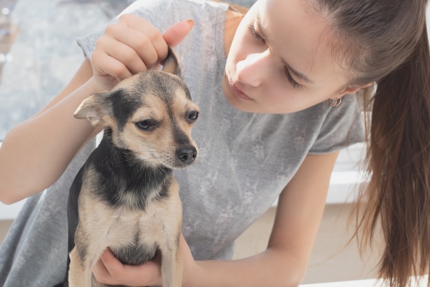 Ambulancia para mascota. Veterinario femenino examina un terrier de juguete de perro pequeño, comprueba las orejas