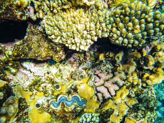 Amêijoas azuis gigantes em coral no mar vermelho