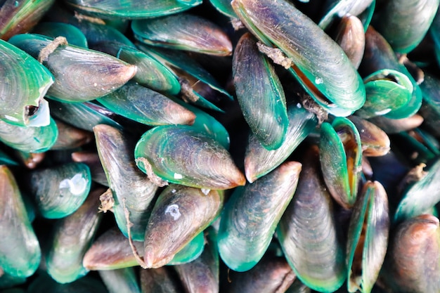 Amêijoas berbigão mar cru fresco exibir para venda no mercado de frutos do mar