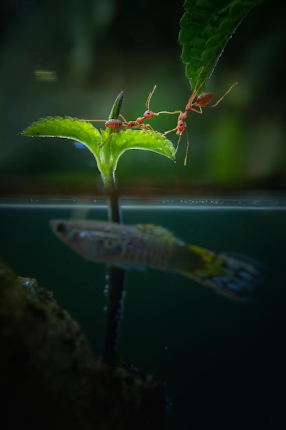 Ameise auf Blatt mit halber Unterwasserszene