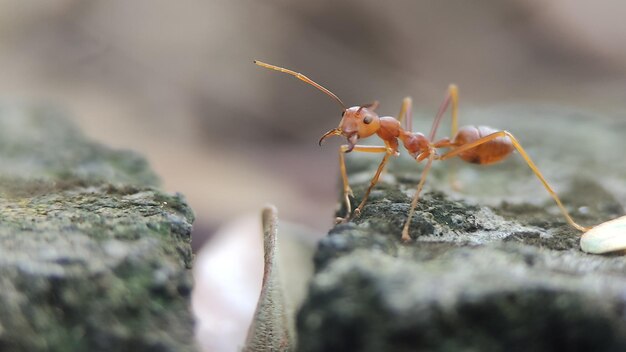 Ameise auf einer Steinmauer