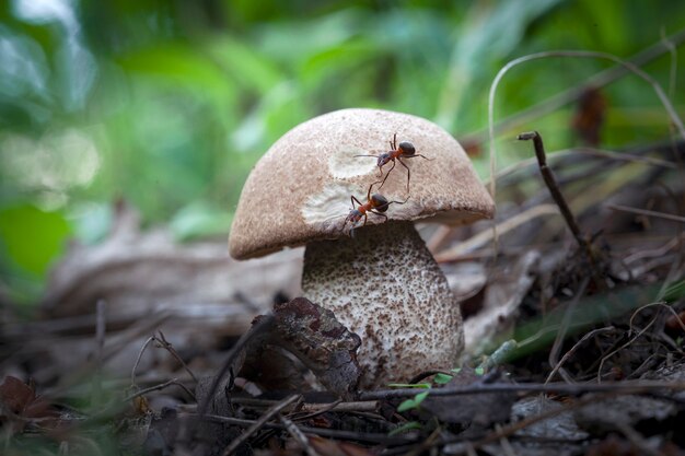 Ameisen krabbeln auf einem Pilz