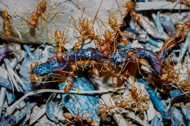 Ameisen übertragen Regenwurm als Nahrung